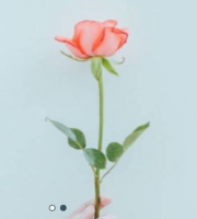 簽約萬*源花藝有限公司海南網站制作價格*899