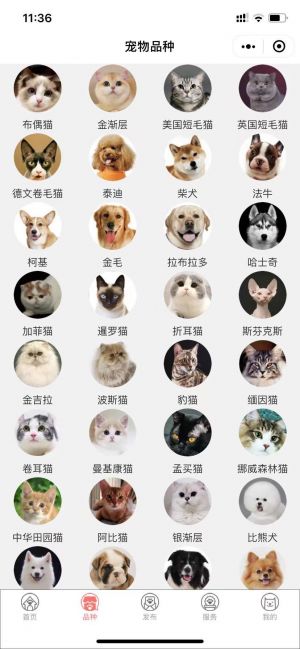 貓行狗市寵物交易市場小程序設計圖3