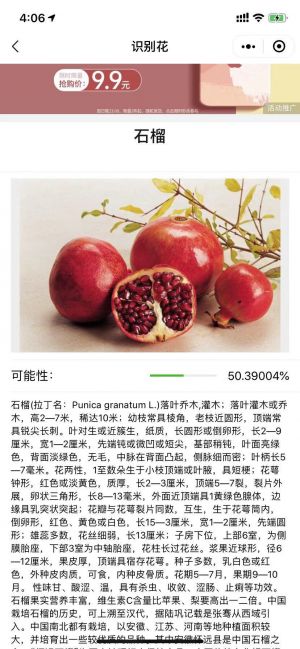 鮮花識別小程序設計圖2